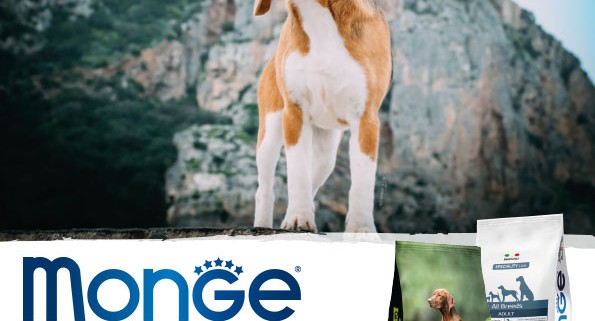 Allevamento Beagle di Rocca Traversa